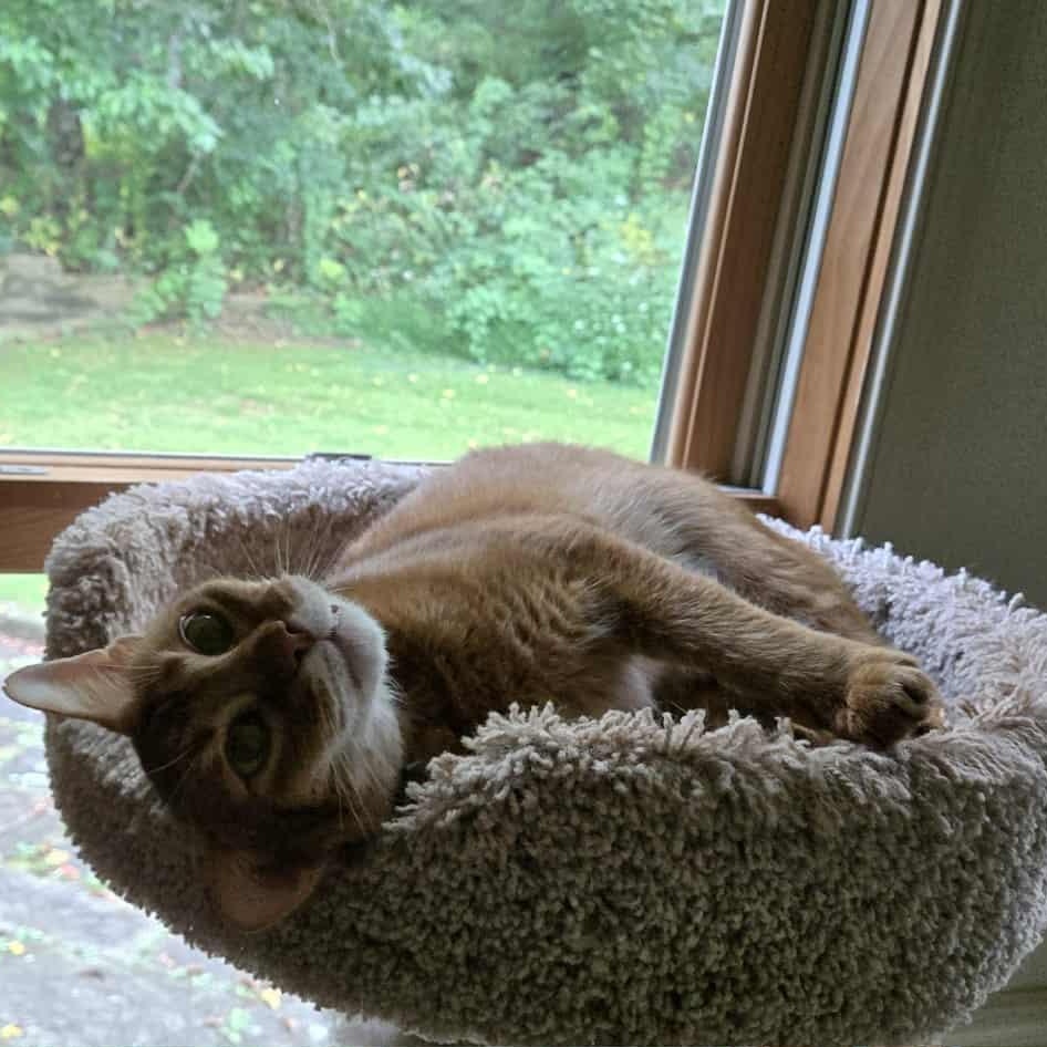 Bindy, Adopted, Senior Male Abyssinian.