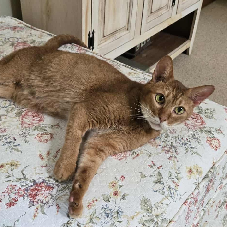 Enlarge Bindy, a Adopted mixed breed in Kimberton, PA image 2/4