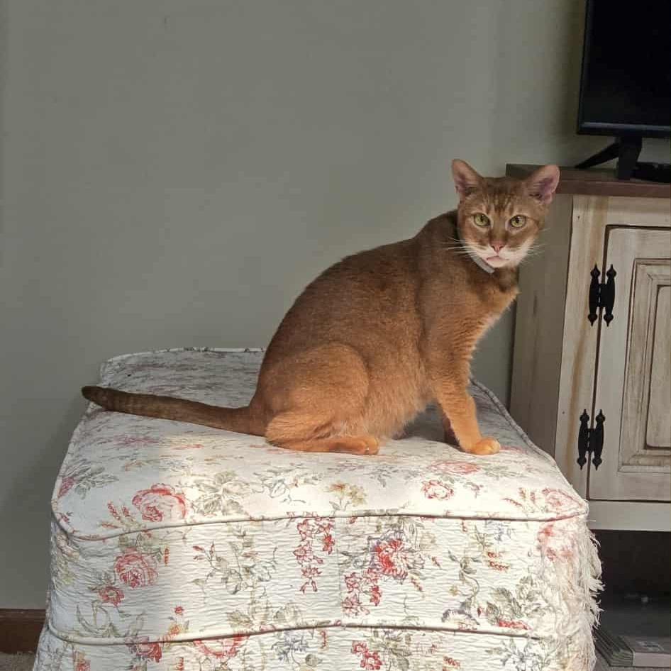 Enlarge Bindy, a Adopted mixed breed in Kimberton, PA image 4/4