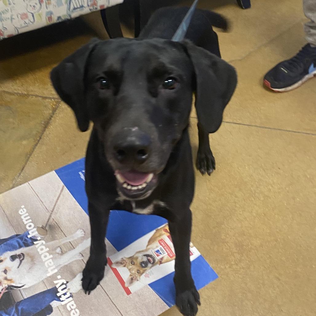 Enlarge Marky Mark - 121802T, a Adoptable mixed breed in Tupelo, MS image 2/2