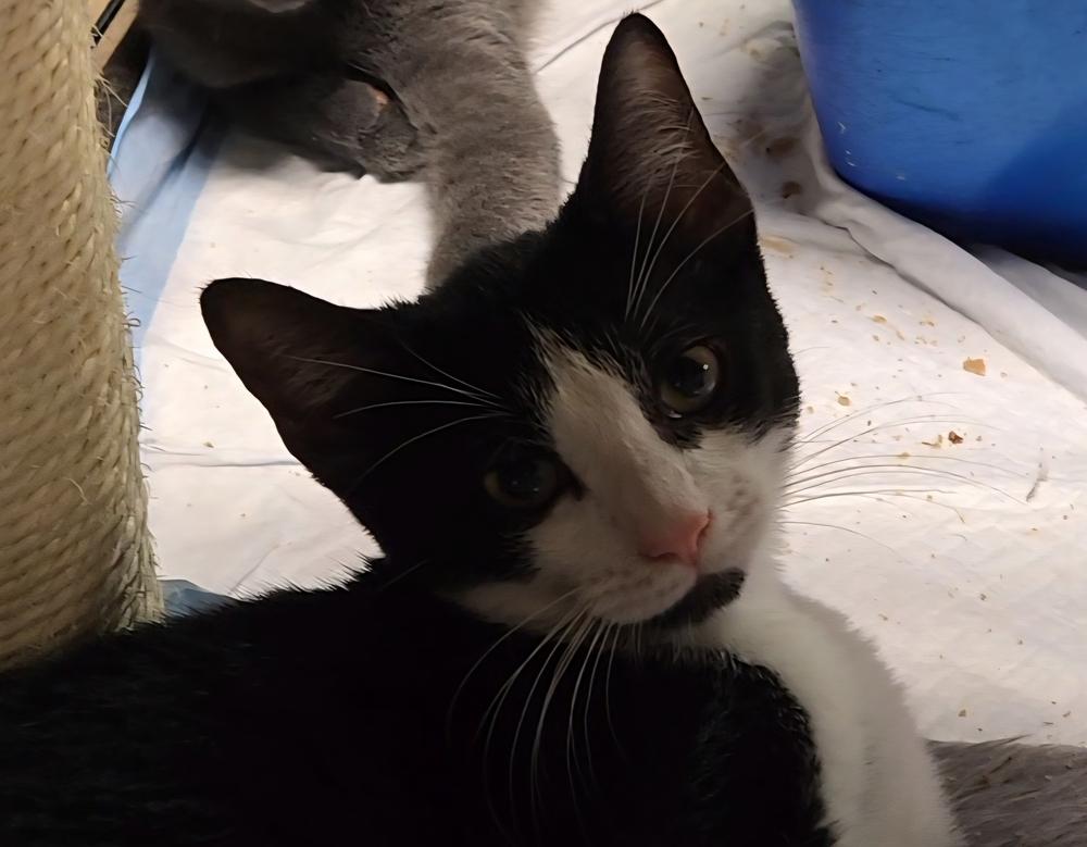 Dizzy, Adoptable, Kitten Male Domestic Short Hair.