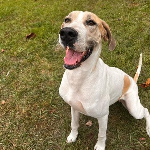 Enlarge Leia, a Adoptable Great Dane in Jacksonville, NC image 2/5