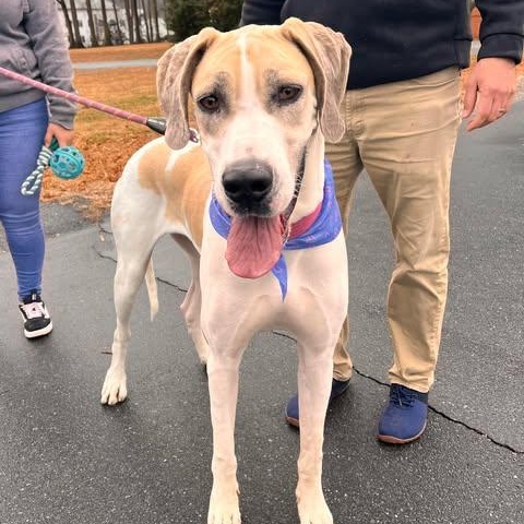 Enlarge Leia, a Adoptable Great Dane in Jacksonville, NC image 3/5