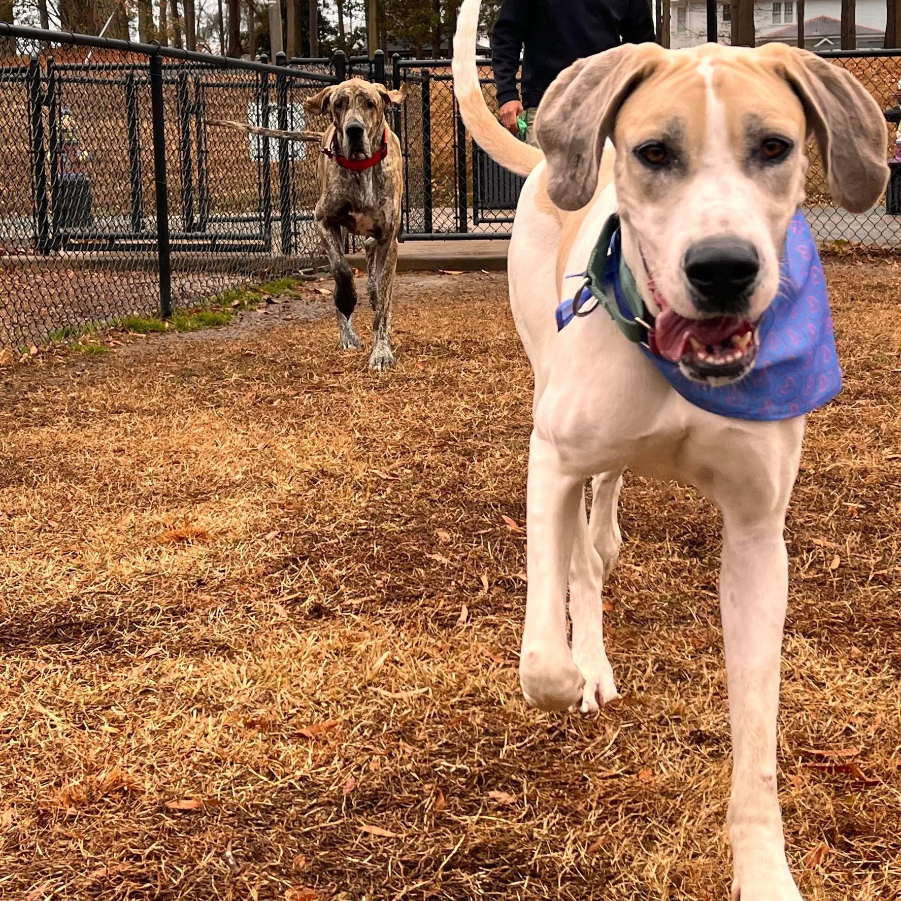 Enlarge Leia, a Adoptable Great Dane in Jacksonville, NC image 5/5