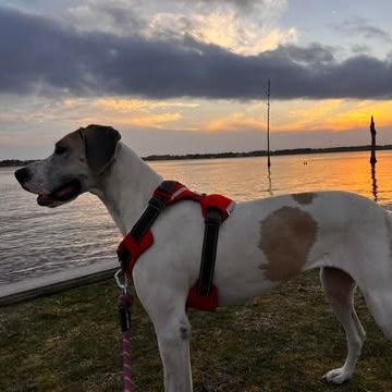 Enlarge Leia, a Adoptable Great Dane in Jacksonville, NC image 4/5