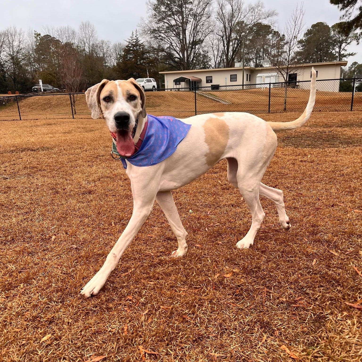 Leia, Adoptable, Adult Female Great Dane.