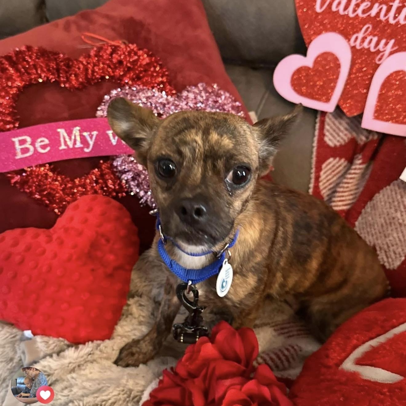 Fuji, ADOPTABLE, Adult Female Chihuahua.