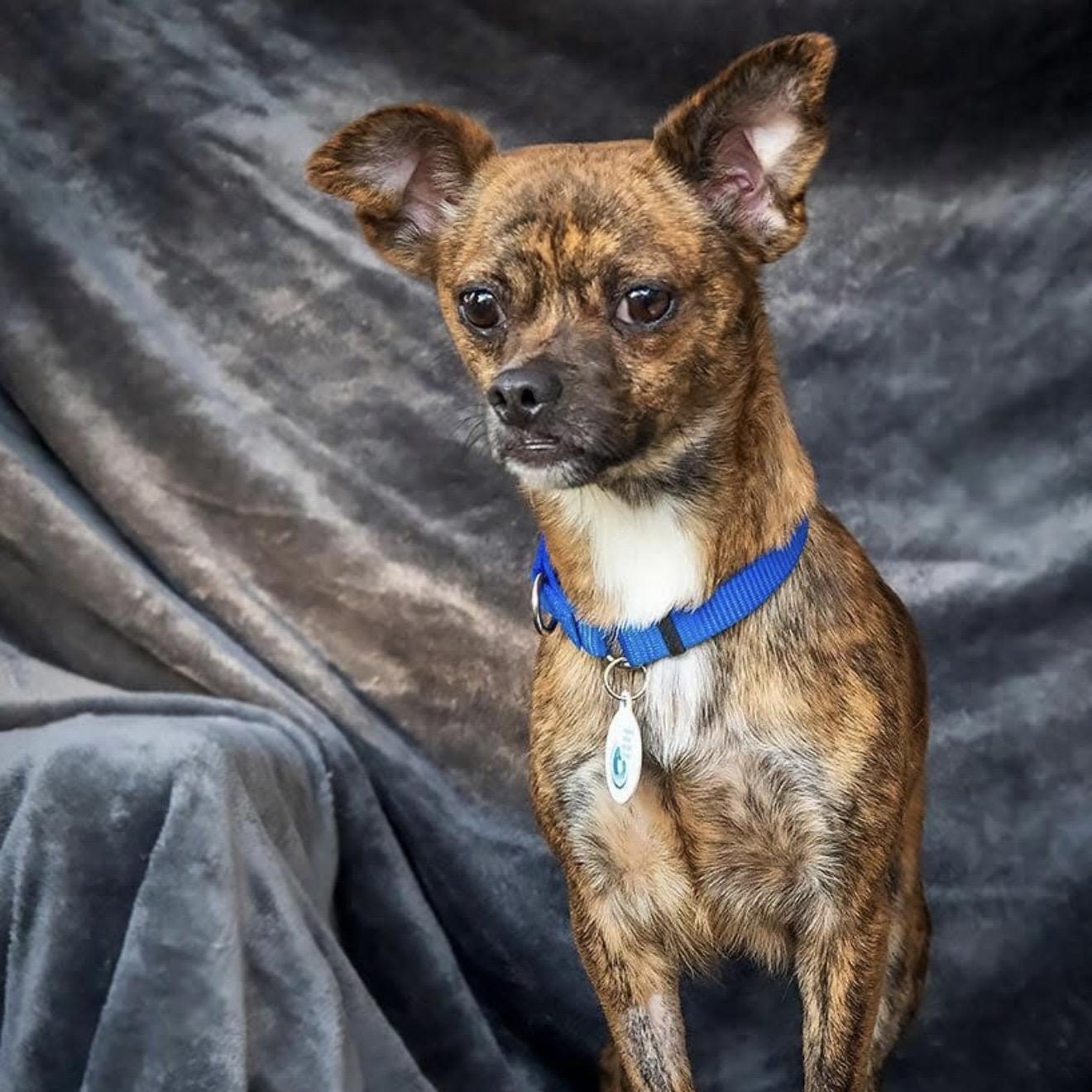 Fuji, a ADOPTABLE mixed breed in Santa Rosa, CA image 2/3