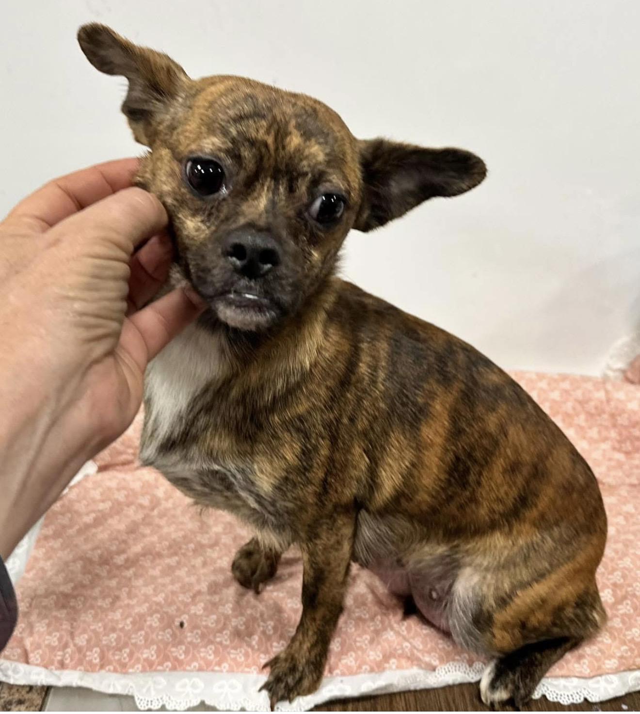 Fuji, a ADOPTABLE mixed breed in Santa Rosa, CA image 3/3