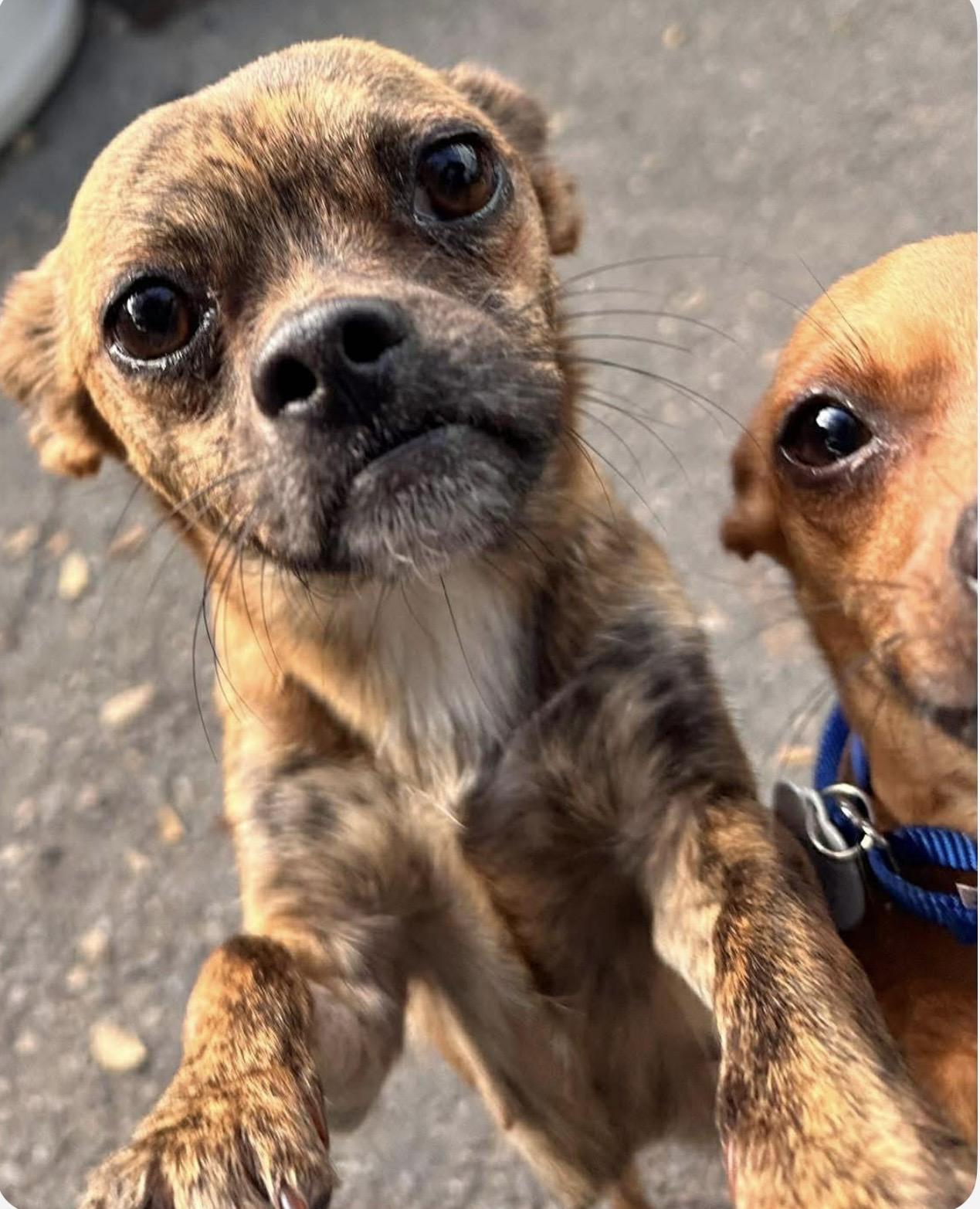 Fuji, ADOPTABLE, Adult Female Chihuahua.