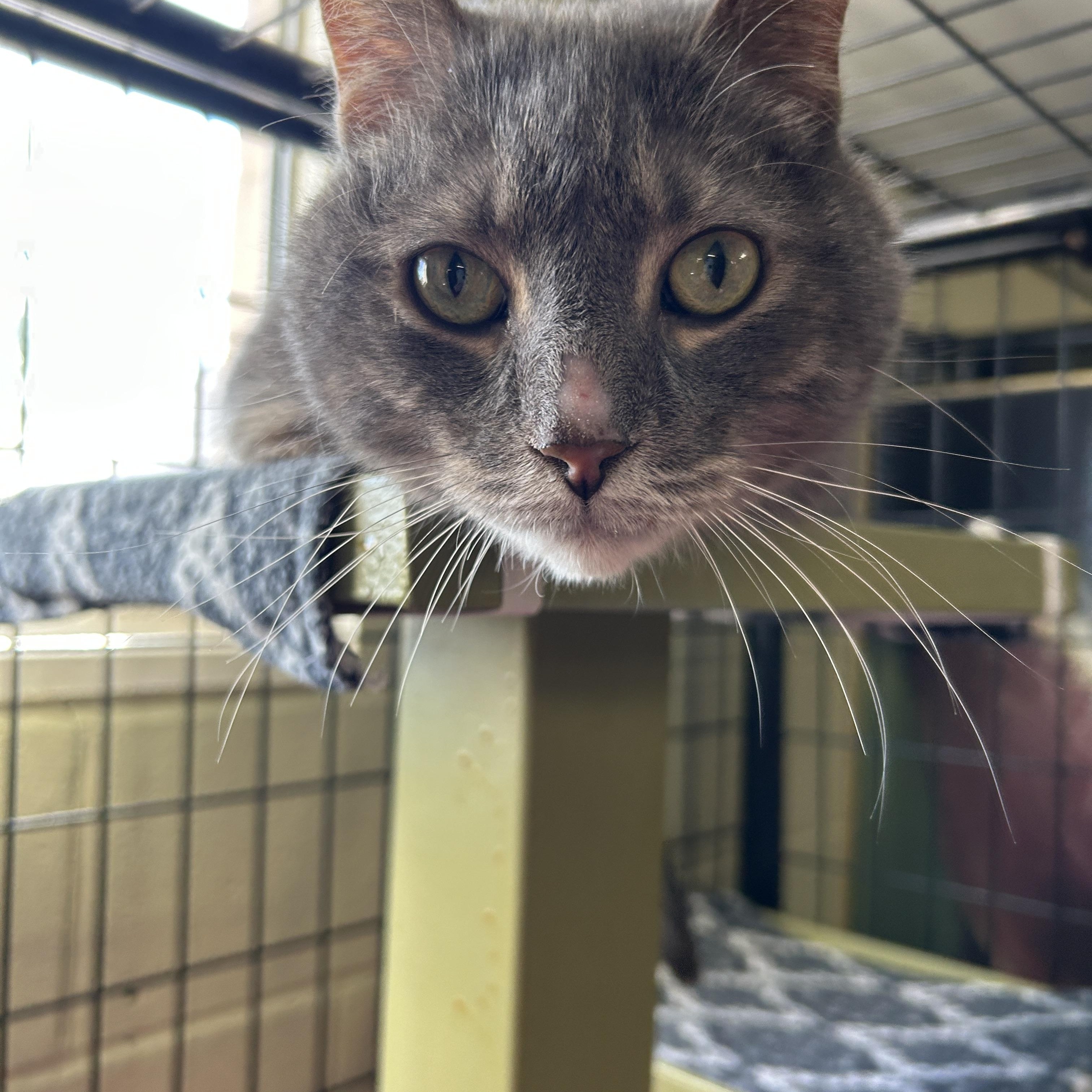 Chewbacca, adoptable, Adult Male Domestic Short Hair.