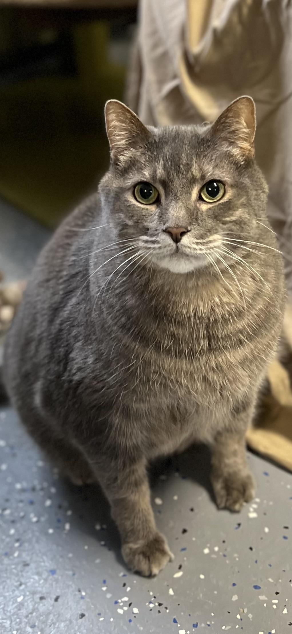 Enlarge Chewbacca, an adoptable Domestic Short Hair in Holland, MI image 2/2