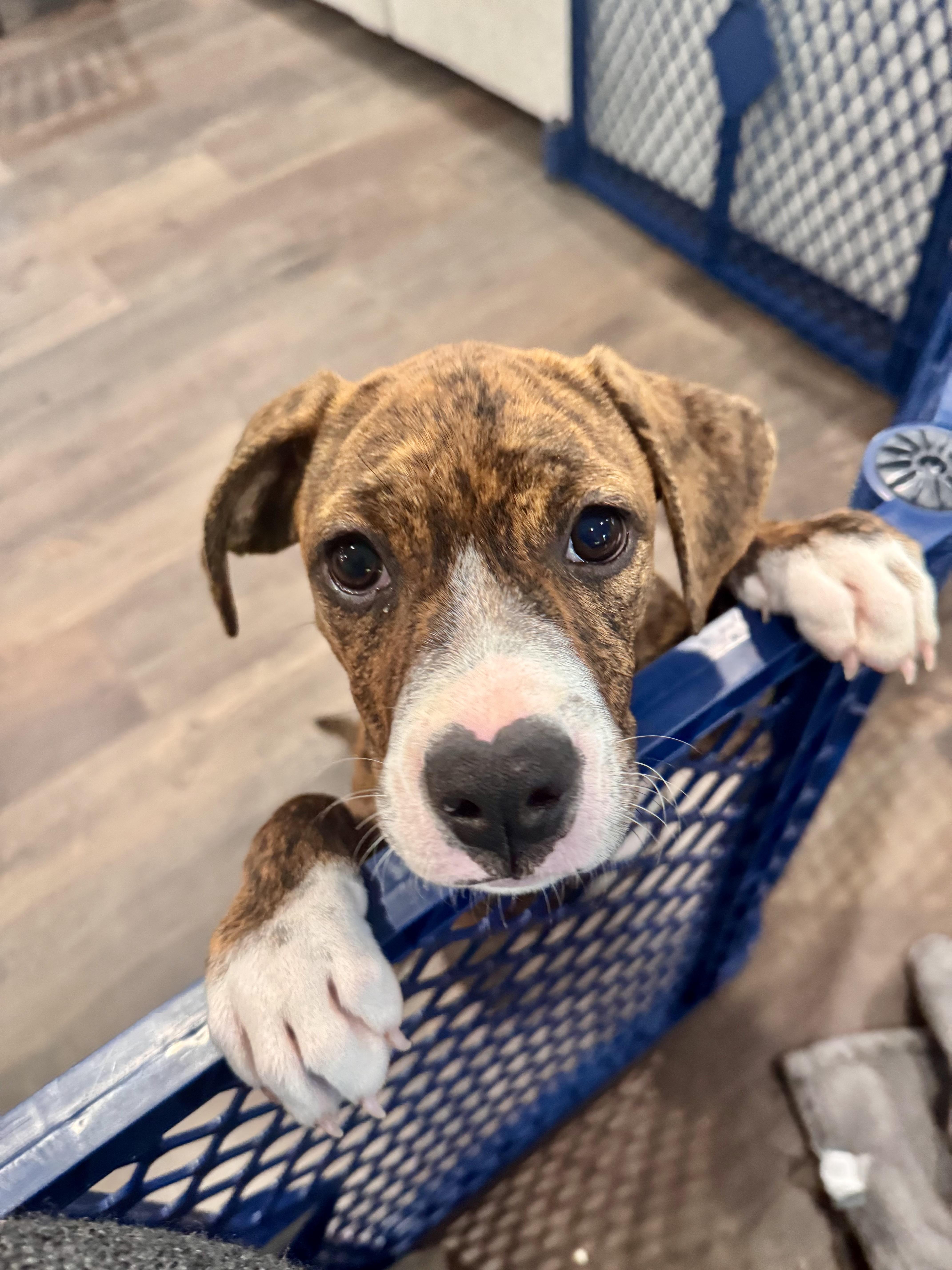 SASSY, a ADOPTABLE mixed breed in Dumont, NJ image 3/4