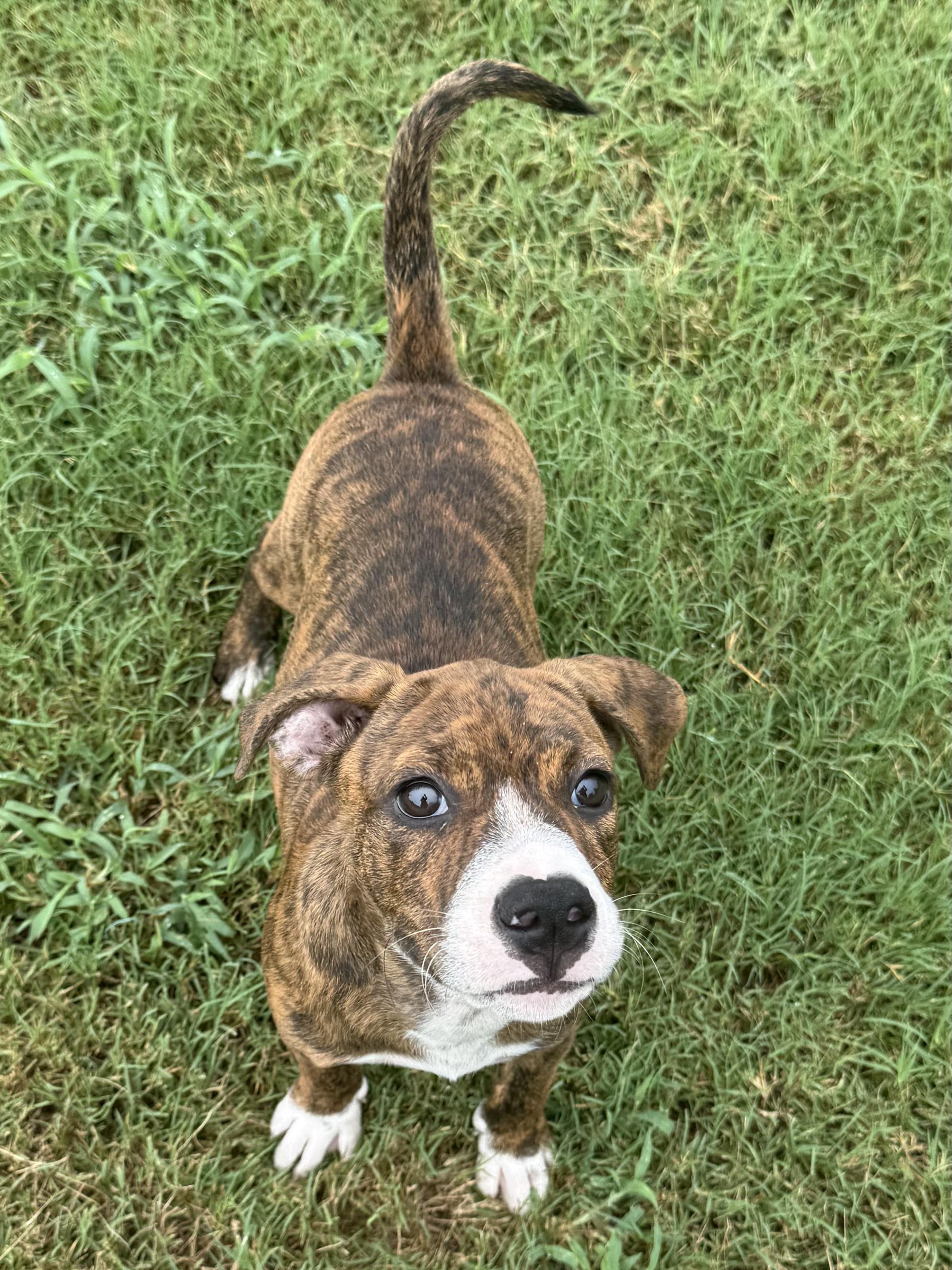 SASSY, a ADOPTABLE mixed breed in Dumont, NJ image 4/4