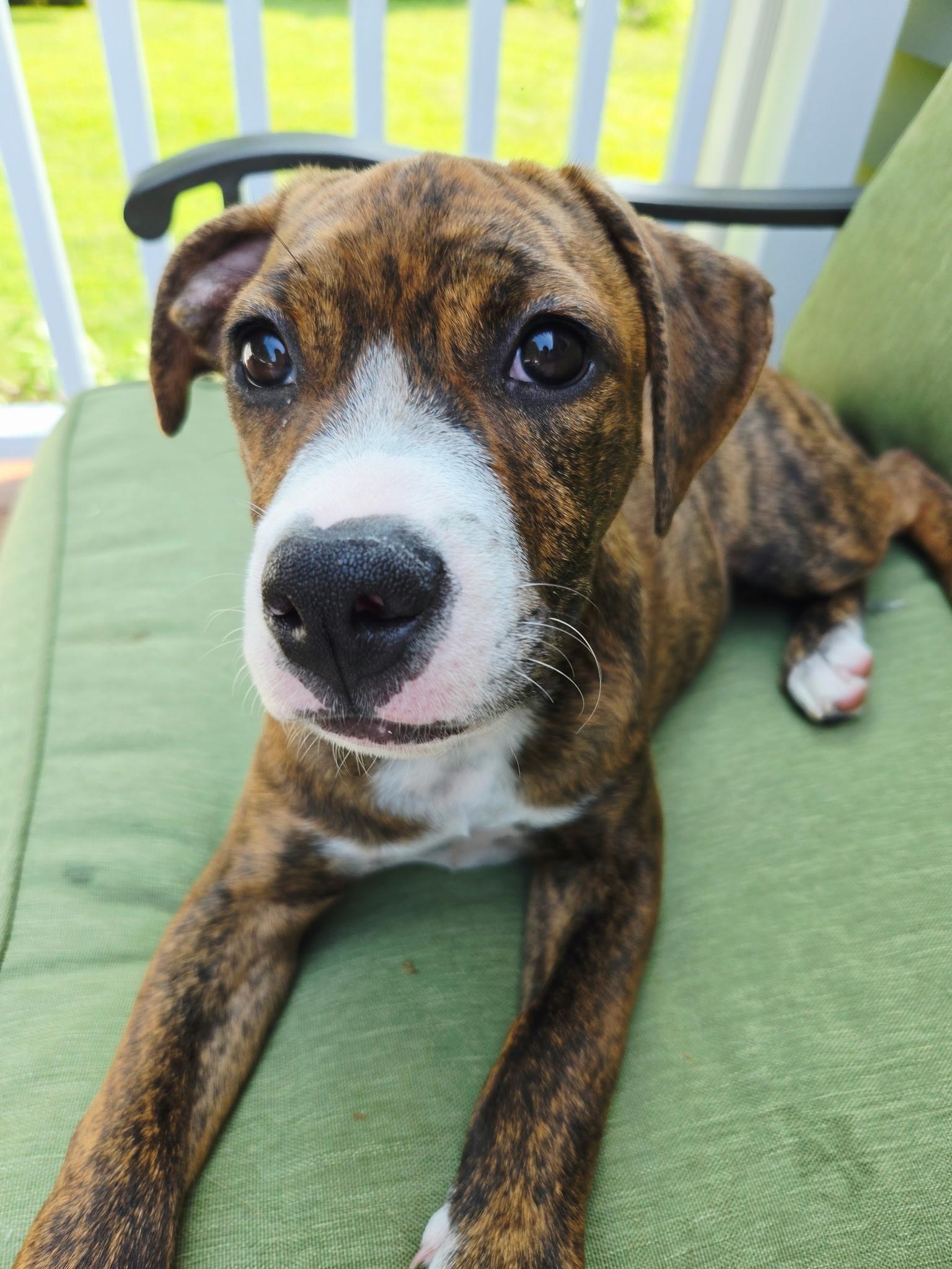 SASSY, a ADOPTABLE mixed breed in Dumont, NJ image 2/4