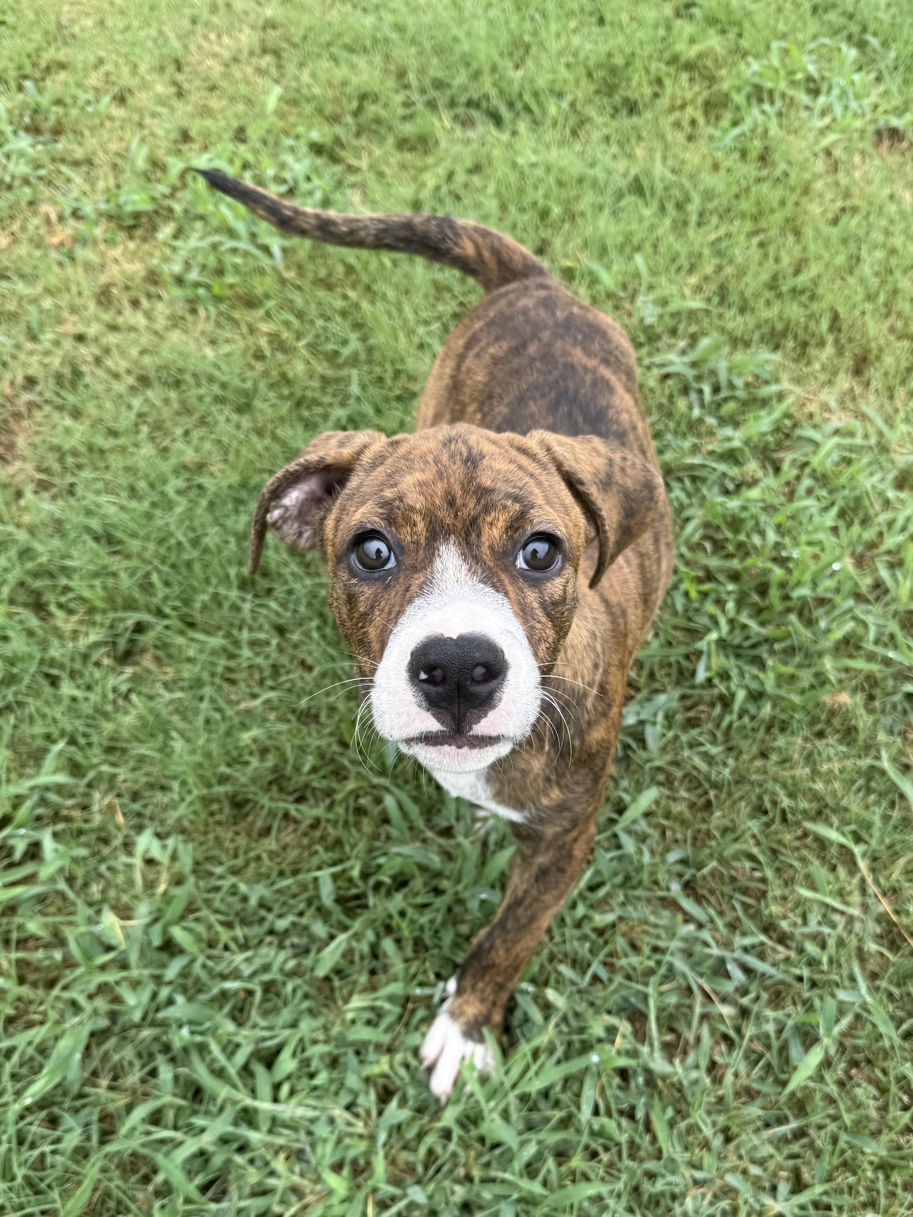SASSY, ADOPTABLE, Puppy Female Terrier & Mixed Breed.