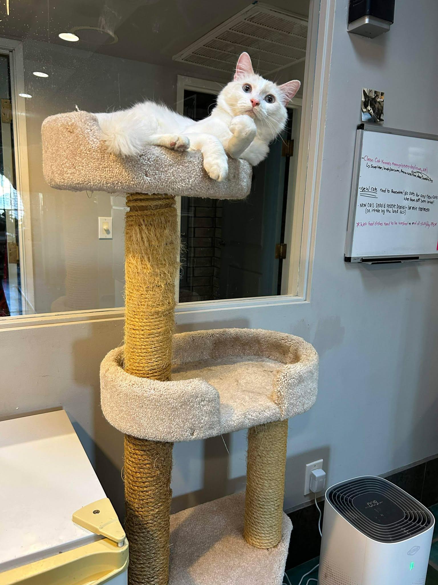 Enlarge Holmes, a Adoptable Domestic Medium Hair in Phoenix, AZ image 2/6