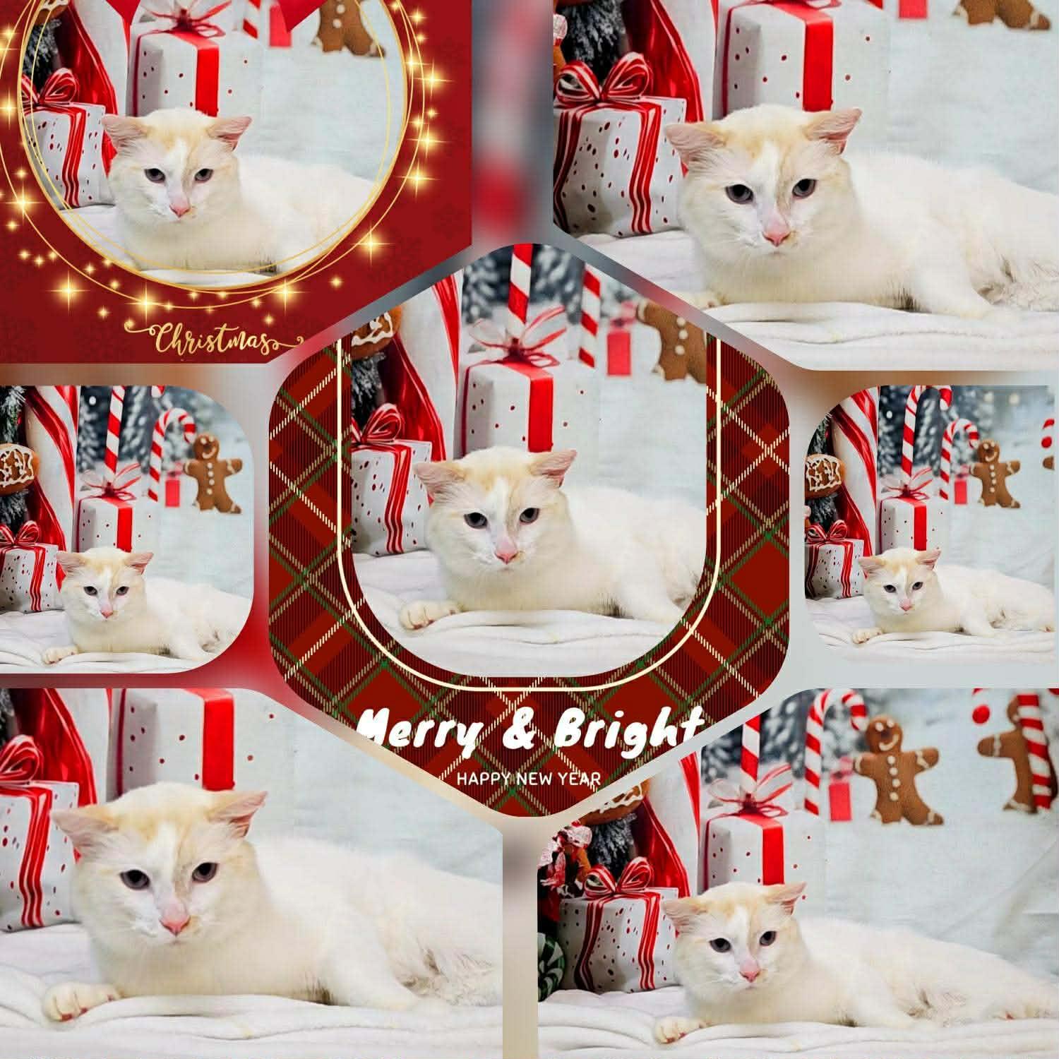 Enlarge Holmes, a Adoptable Domestic Medium Hair in Phoenix, AZ image 3/6