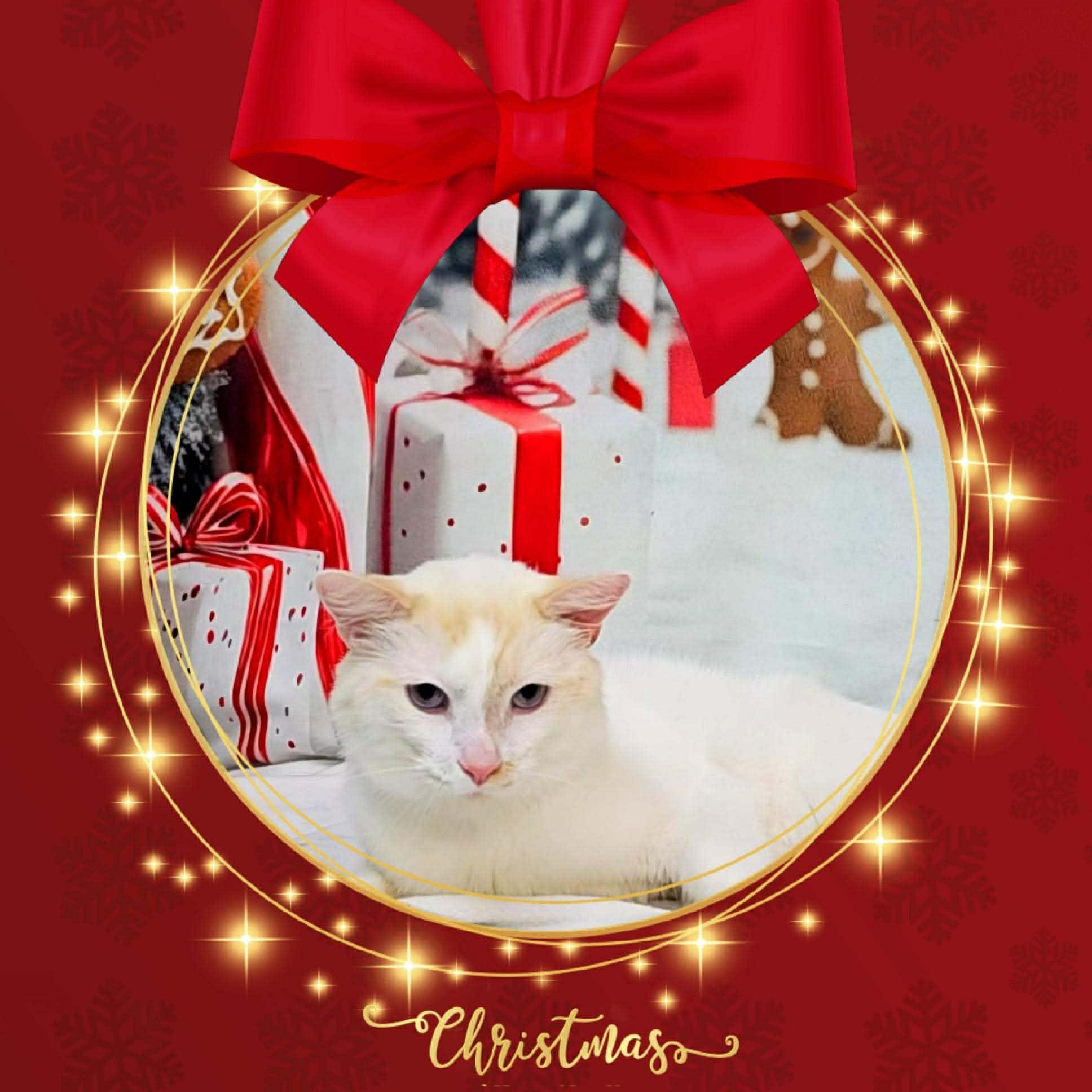 Holmes, Adoptable, Young Male Domestic Medium Hair.