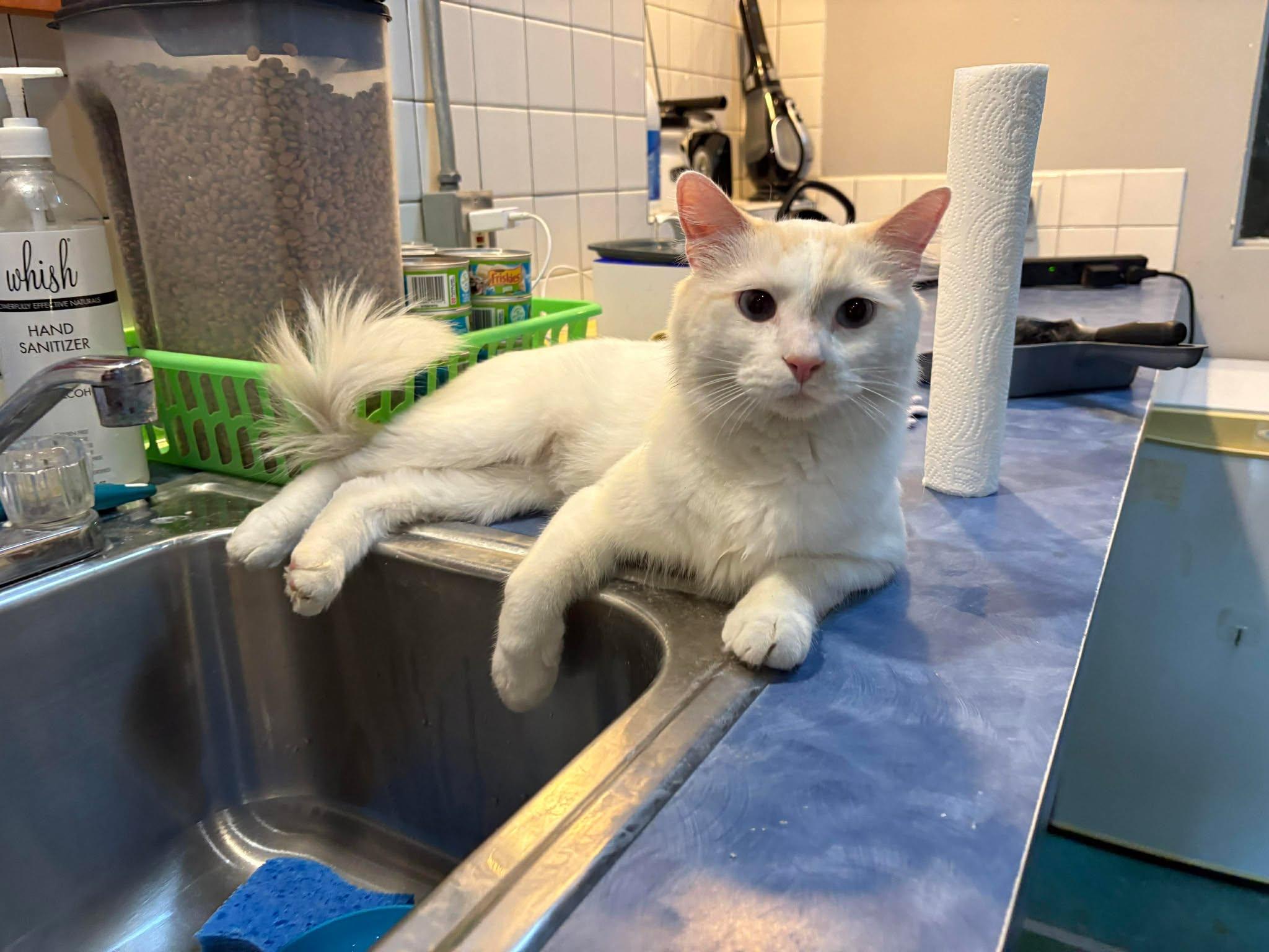 Enlarge Holmes, a Adoptable Domestic Medium Hair in Phoenix, AZ image 1/6