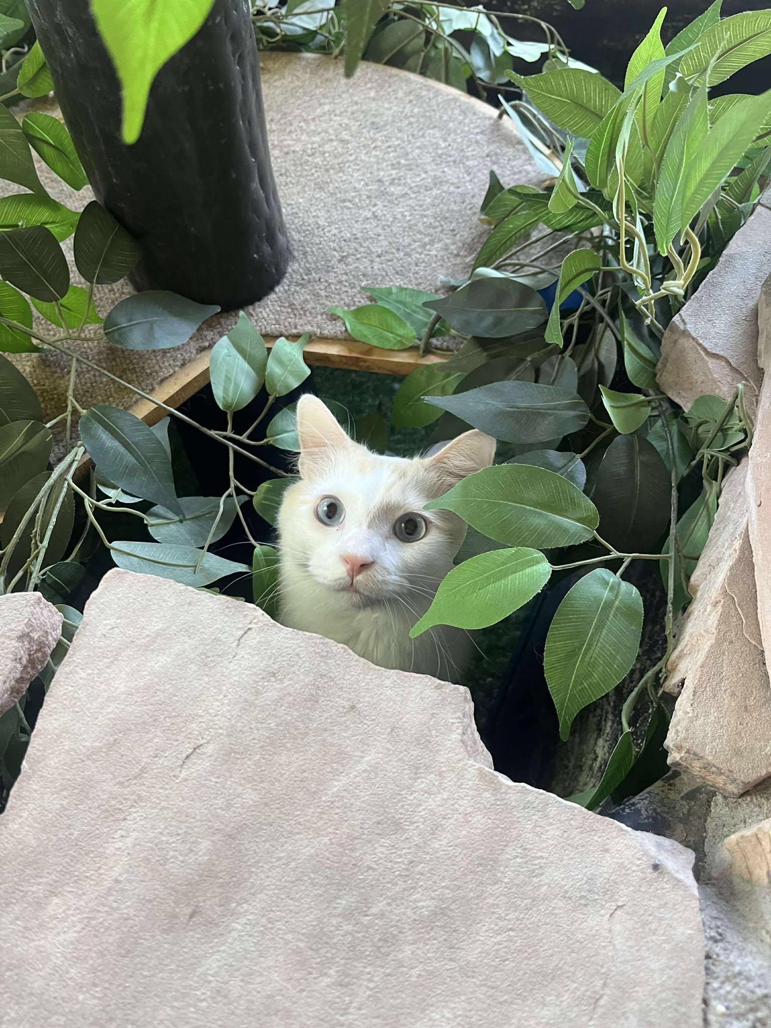 Enlarge Holmes, a Adoptable Domestic Medium Hair in Phoenix, AZ image 1/6