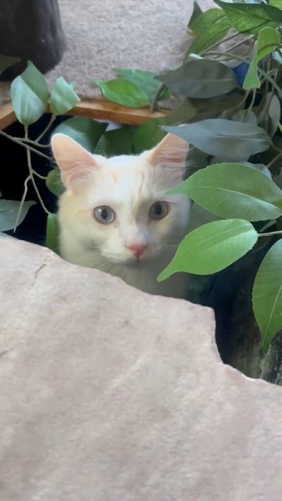 Enlarge Holmes, a Adoptable Domestic Medium Hair in Phoenix, AZ video 5/6