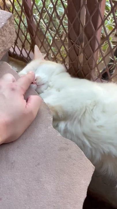 Enlarge Holmes, a Adoptable Domestic Medium Hair in Phoenix, AZ video 6/6