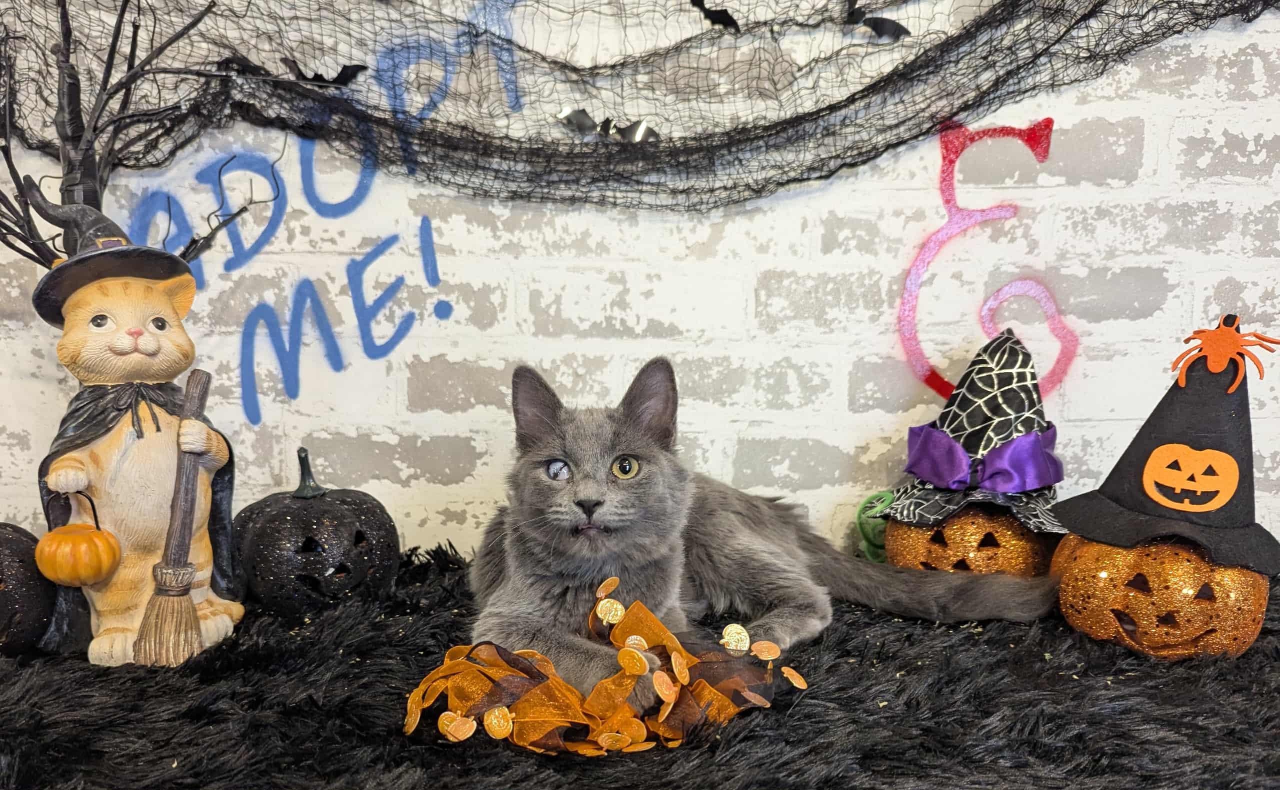 Ms. Smokey Sprinkles