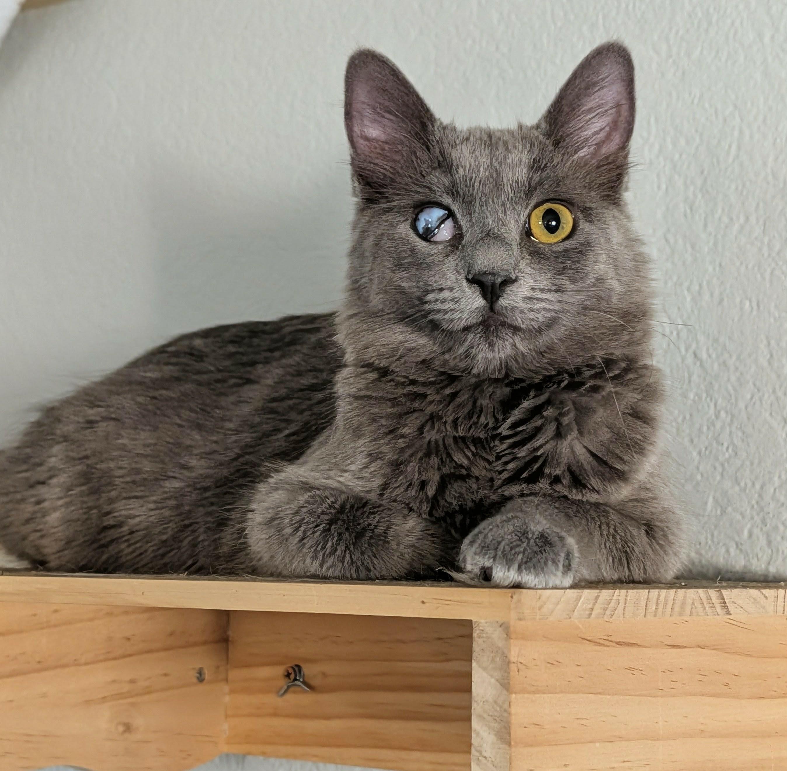 Ms. Smokey Sprinkles