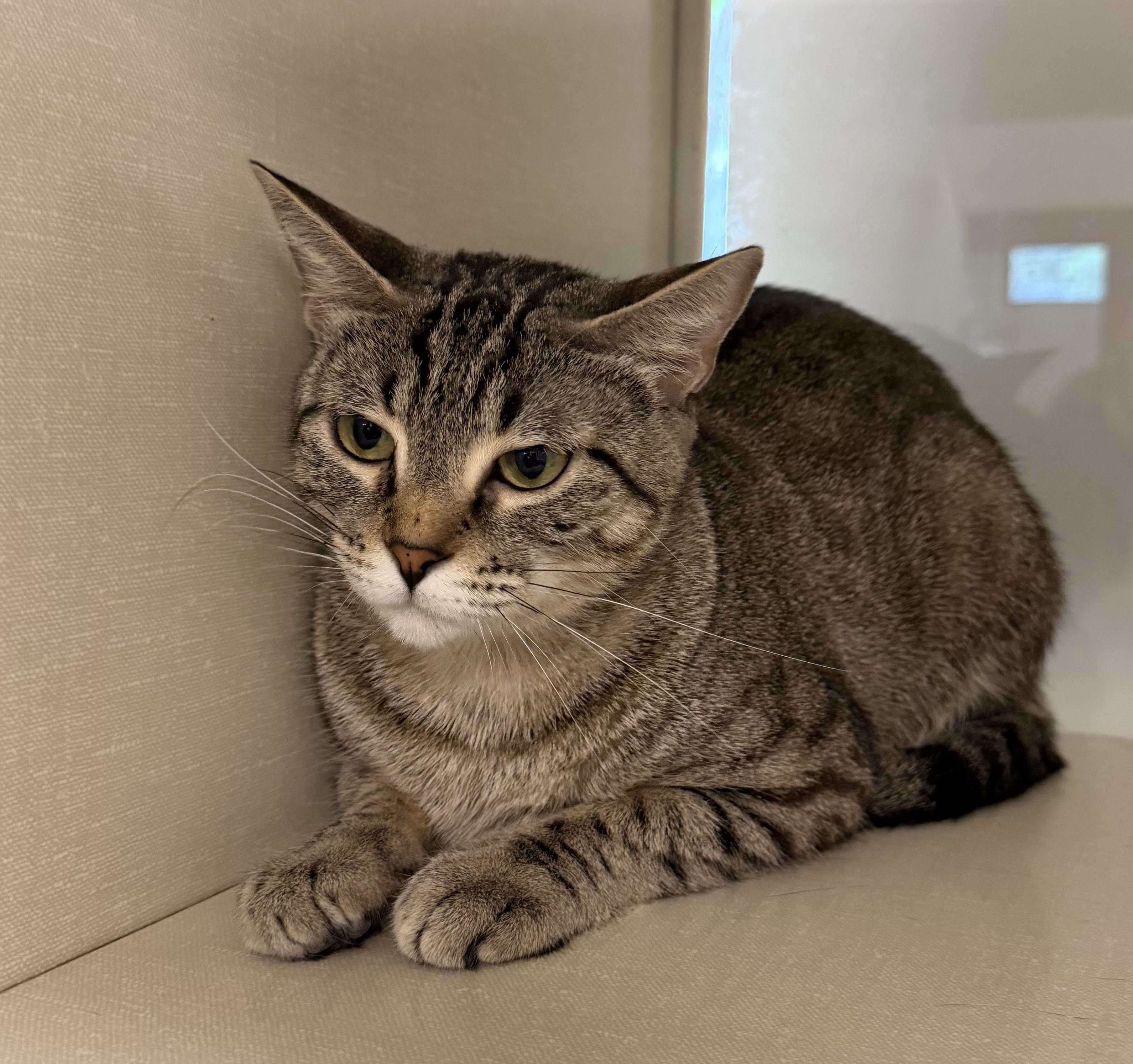 Enlarge Molly O'Shea, a Adopted mixed breed in Slidell, LA image 2/2