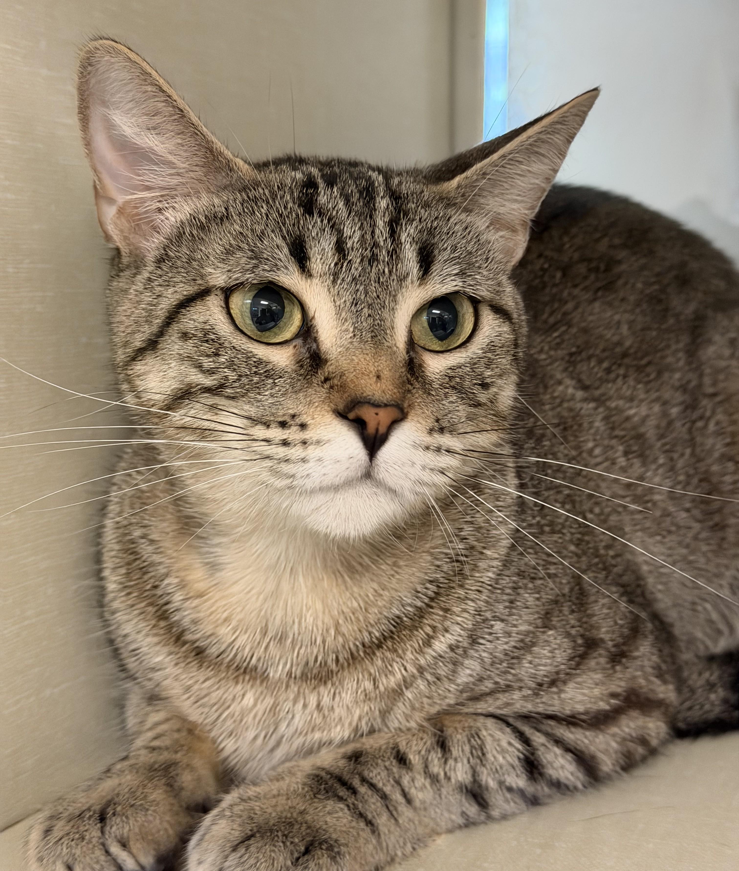 Molly O'Shea, Adopted, Young Female Domestic Short Hair.