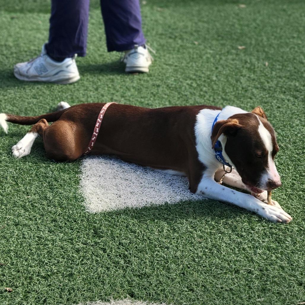 Harlen, Adoptable, Young Male Terrier.