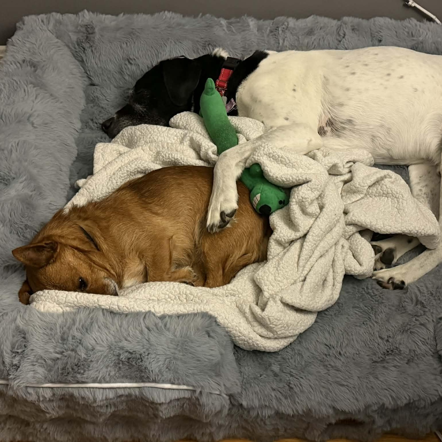 Enlarge Max, a ADOPTABLE mixed breed in Burlington, CT image 5/6