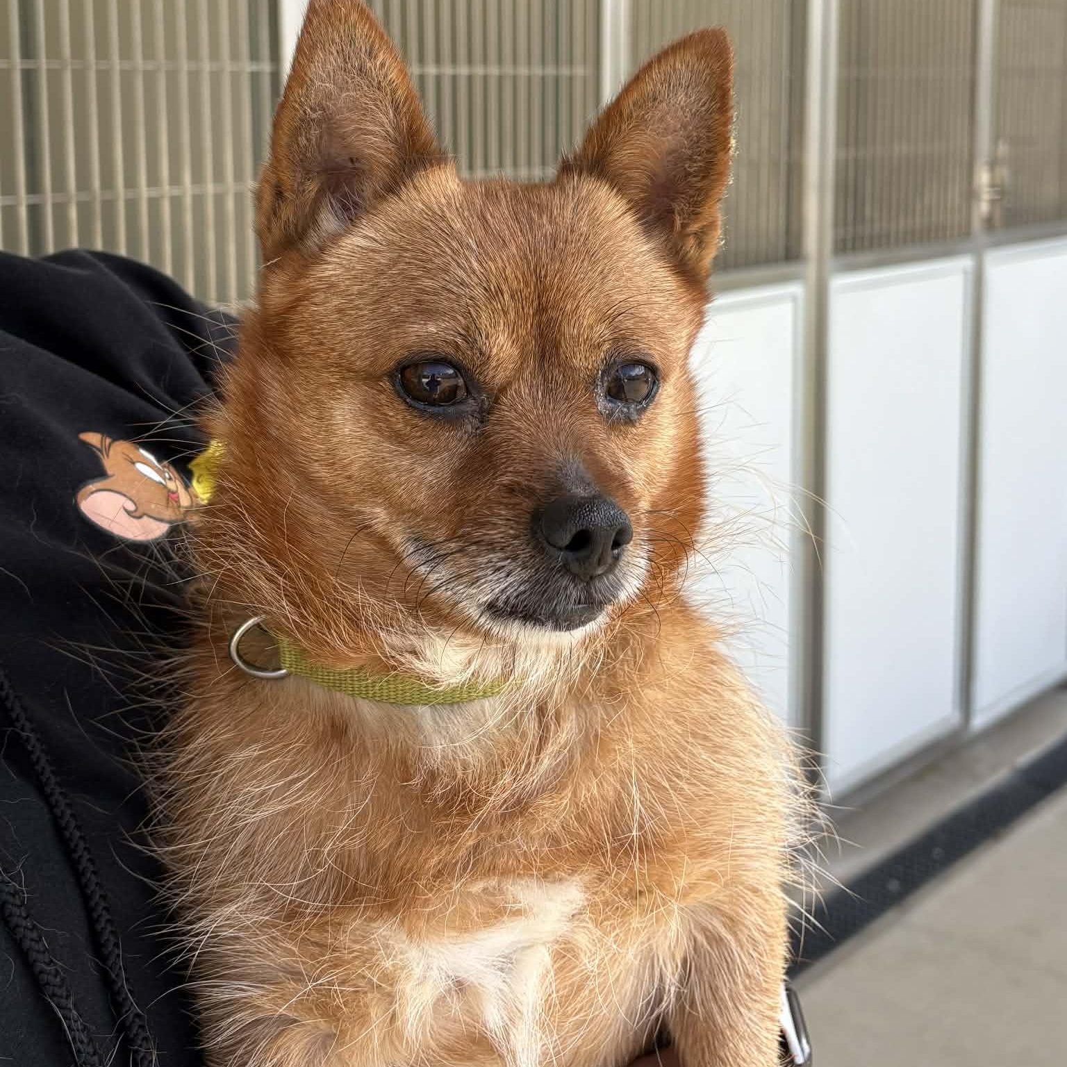 Enlarge Max, a ADOPTABLE mixed breed in Burlington, CT image 1/6