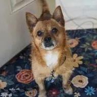 Enlarge Max, a ADOPTABLE mixed breed in Burlington, CT image 3/6