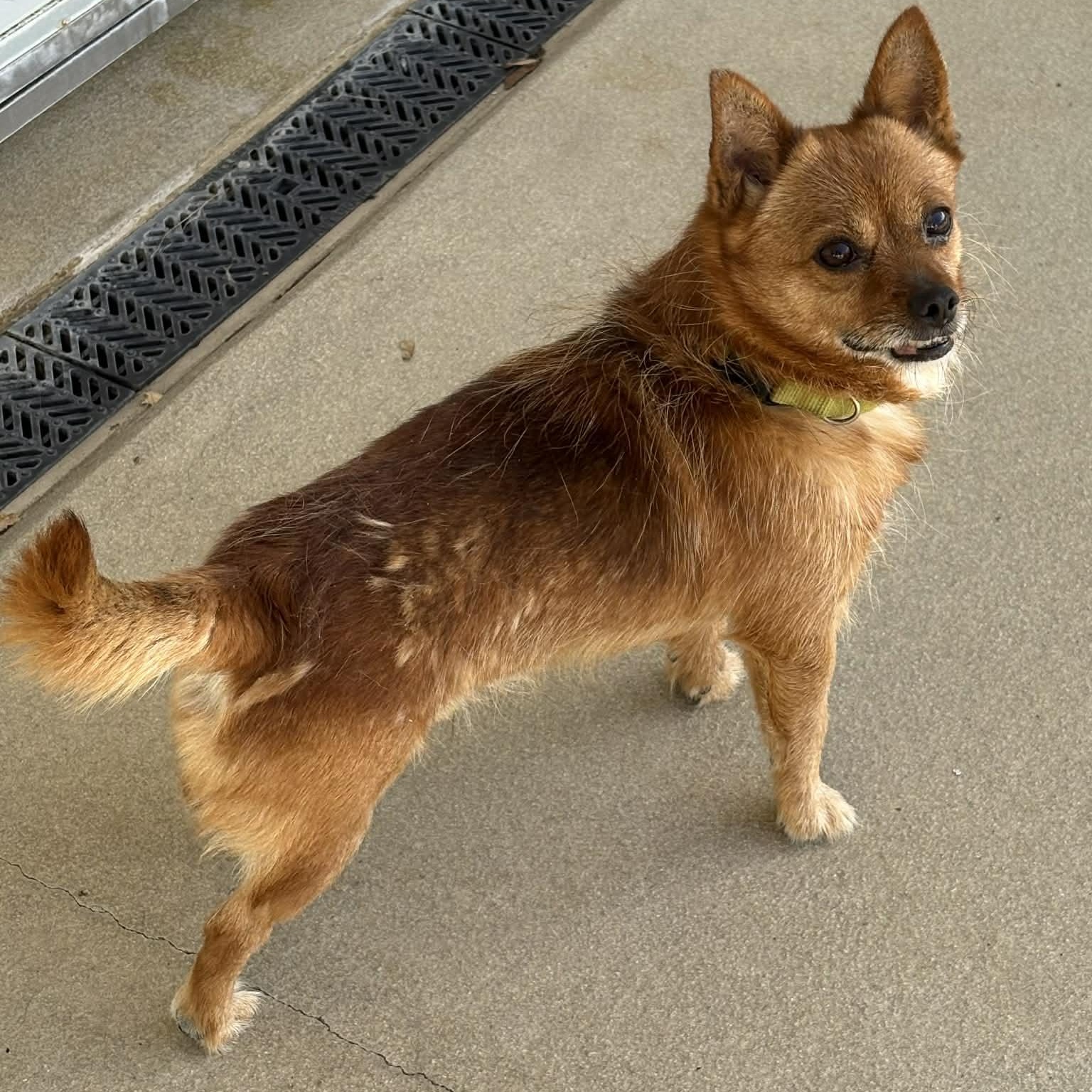 Enlarge Max, a ADOPTABLE mixed breed in Burlington, CT image 2/6