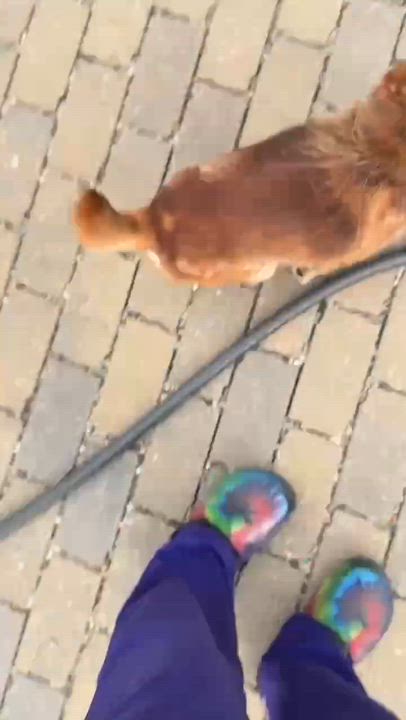 Enlarge Max, a ADOPTABLE mixed breed in Burlington, CT video 6/6