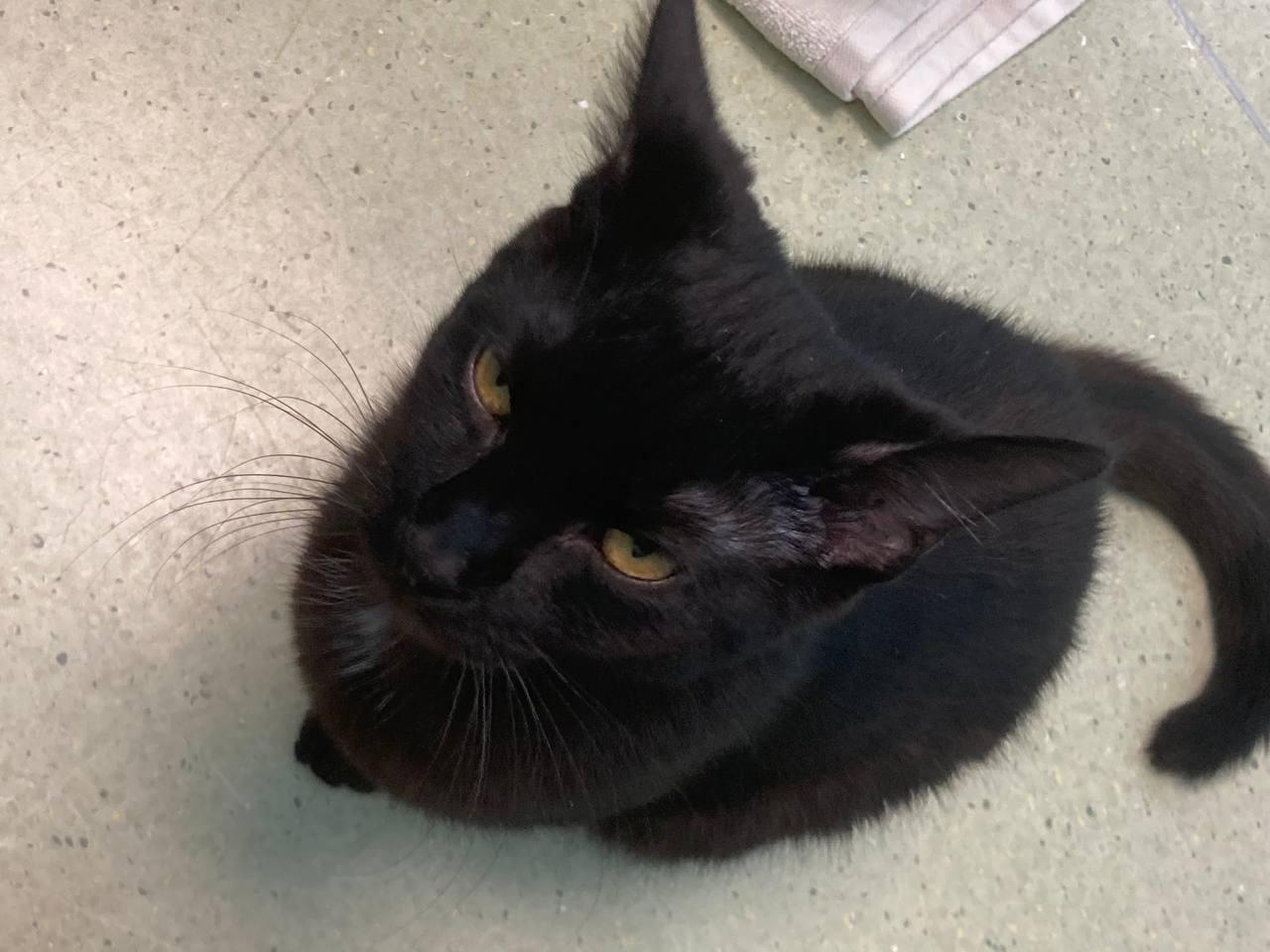 Cooper, an adopted Domestic Short Hair in Cincinnati, OH image 1/2