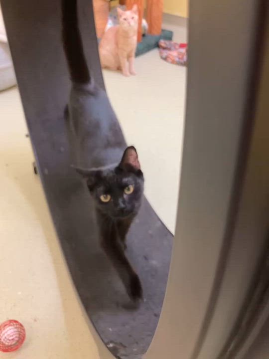 Enlarge Cooper, an adopted Domestic Short Hair in Cincinnati, OH video 2/2