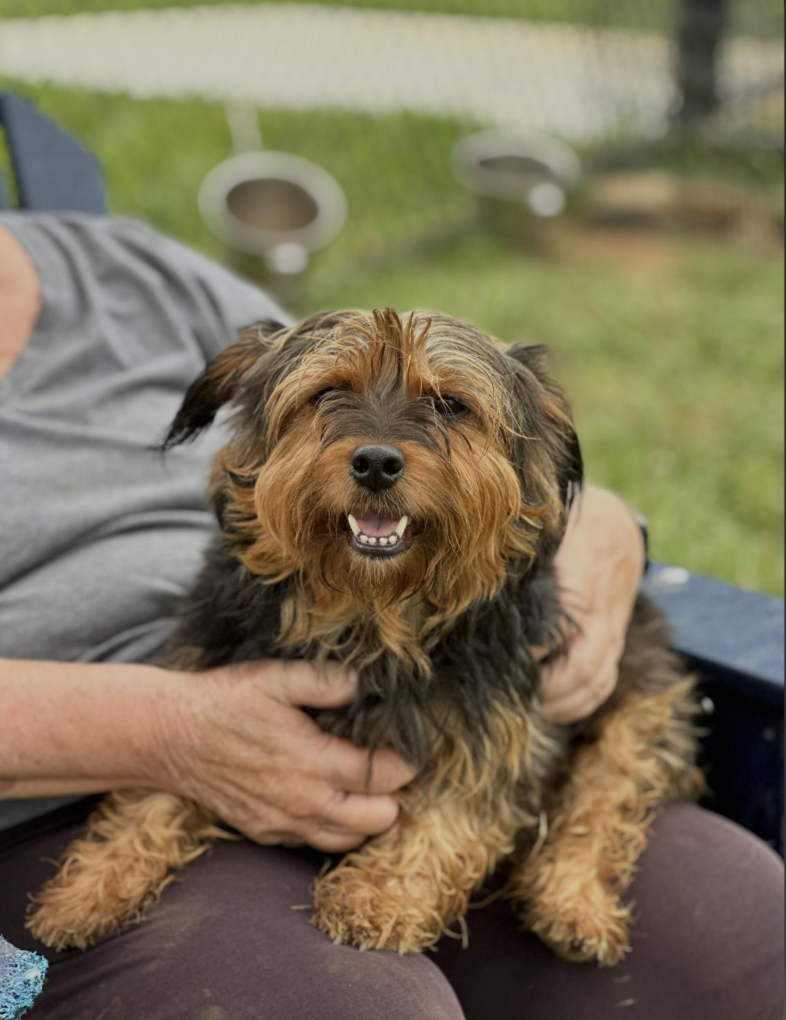 Christie, Adoptable, Young Female Norwich Terrier.