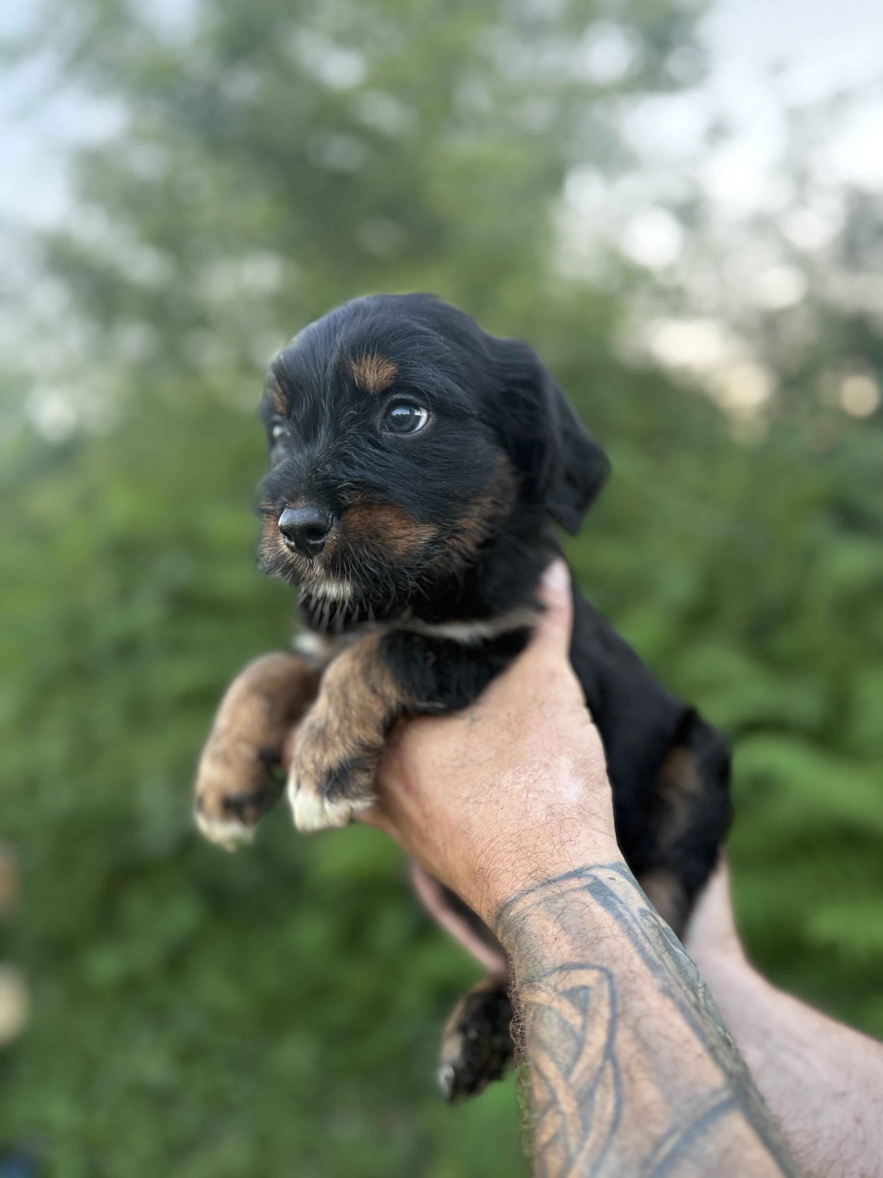Dante, a ADOPTABLE mixed breed in Hustisford , WI image 3/3