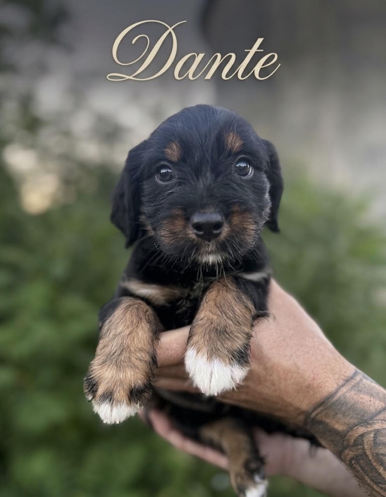Dante, ADOPTABLE, Puppy Male Wheaten Terrier & Golden Retriever.