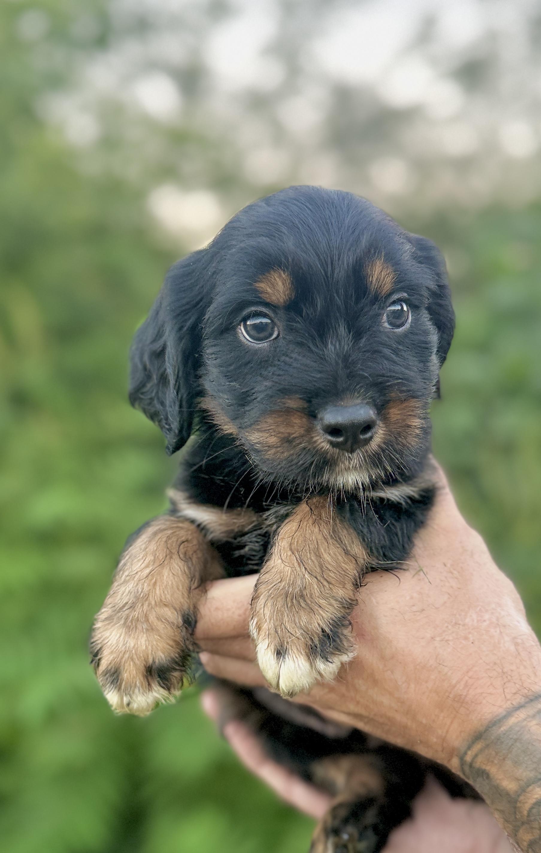 Dante, a ADOPTABLE mixed breed in Hustisford , WI image 2/3