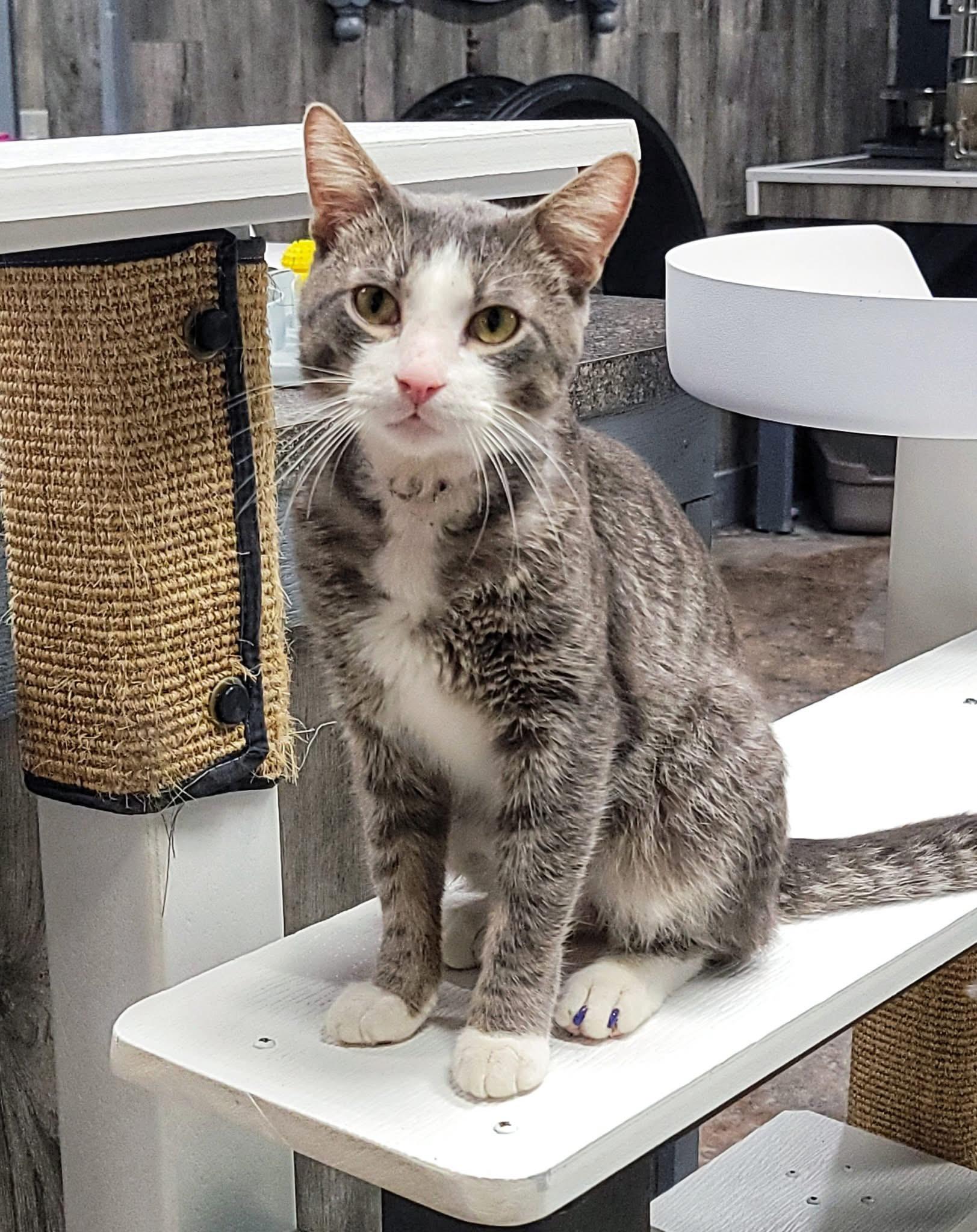 Enlarge Rye, a ADOPTABLE Domestic Short Hair in Grand Rapids, MI image 4/6