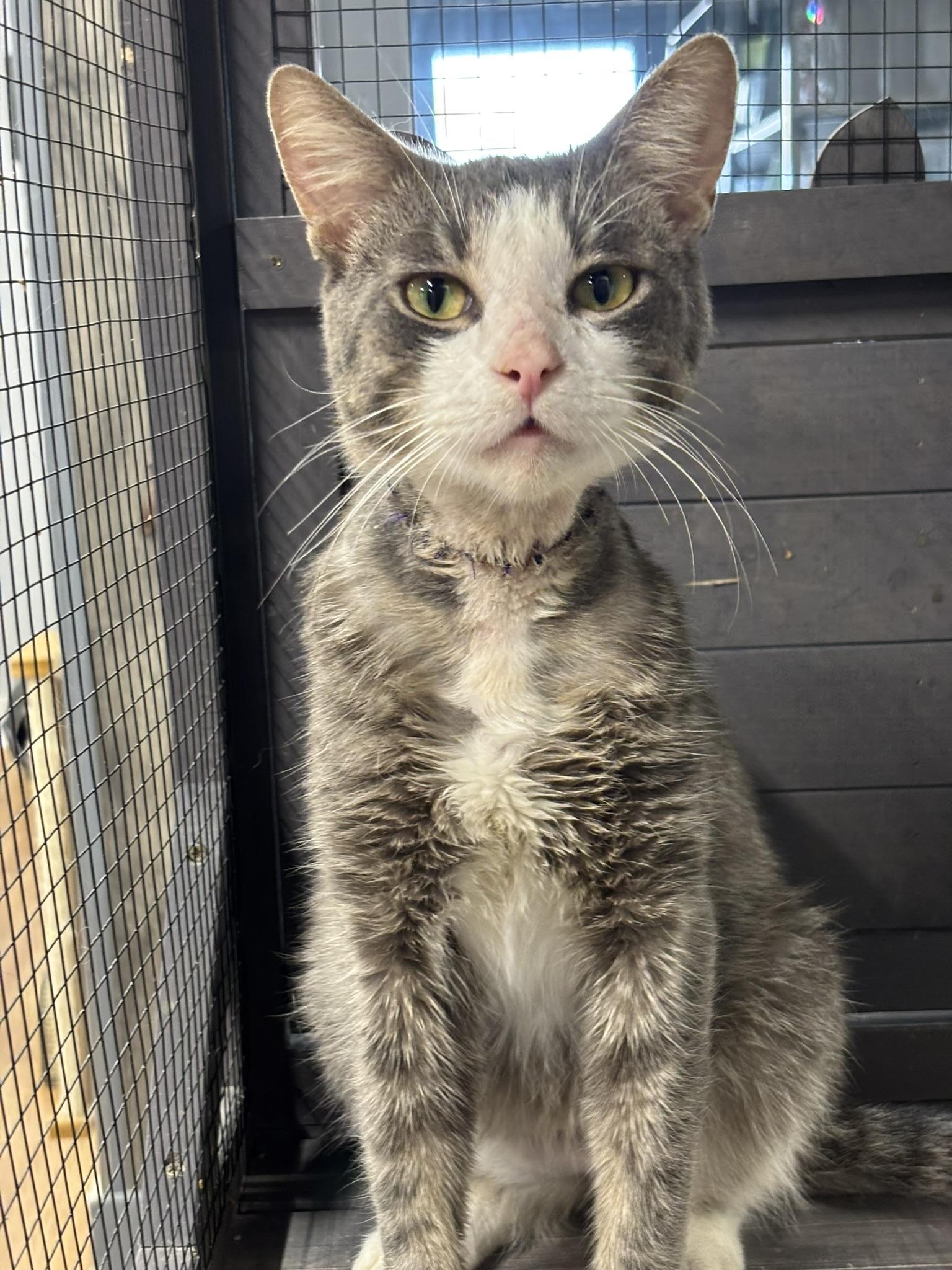 Enlarge Rye, a ADOPTABLE Domestic Short Hair in Grand Rapids, MI image 6/6