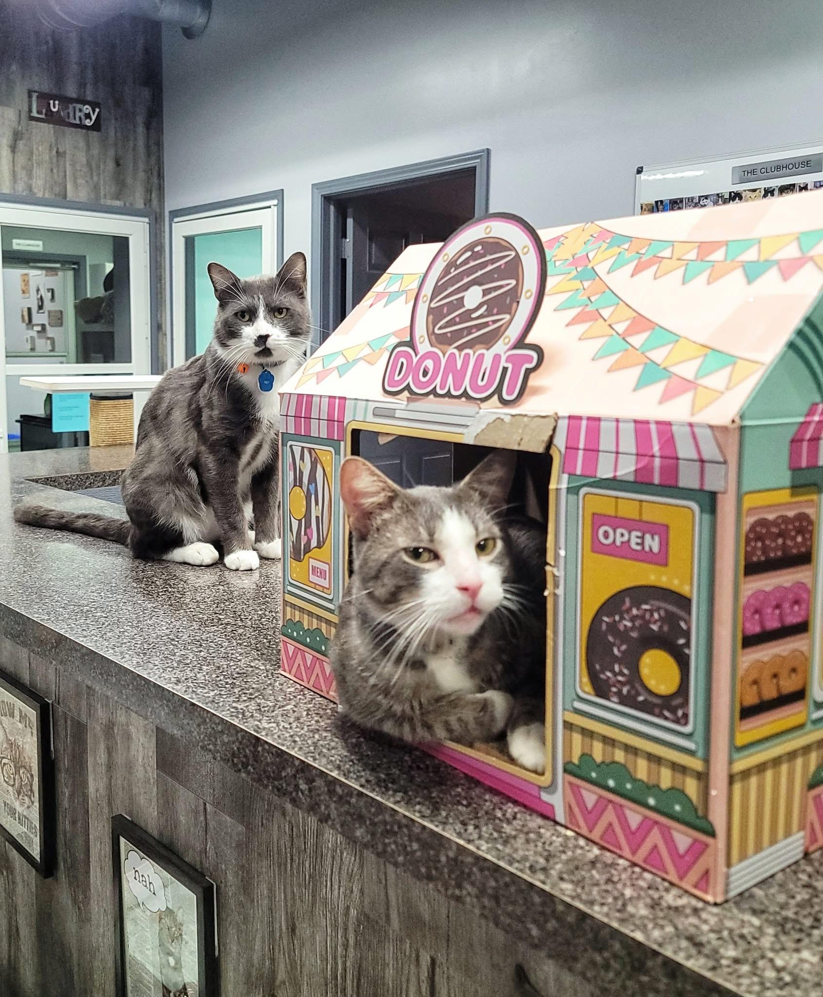 Enlarge Rye, a ADOPTABLE Domestic Short Hair in Grand Rapids, MI image 5/6