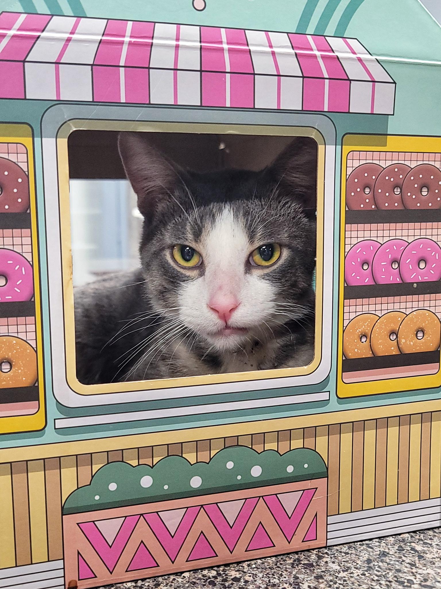 Rye, ADOPTABLE, Adult Male Domestic Short Hair.