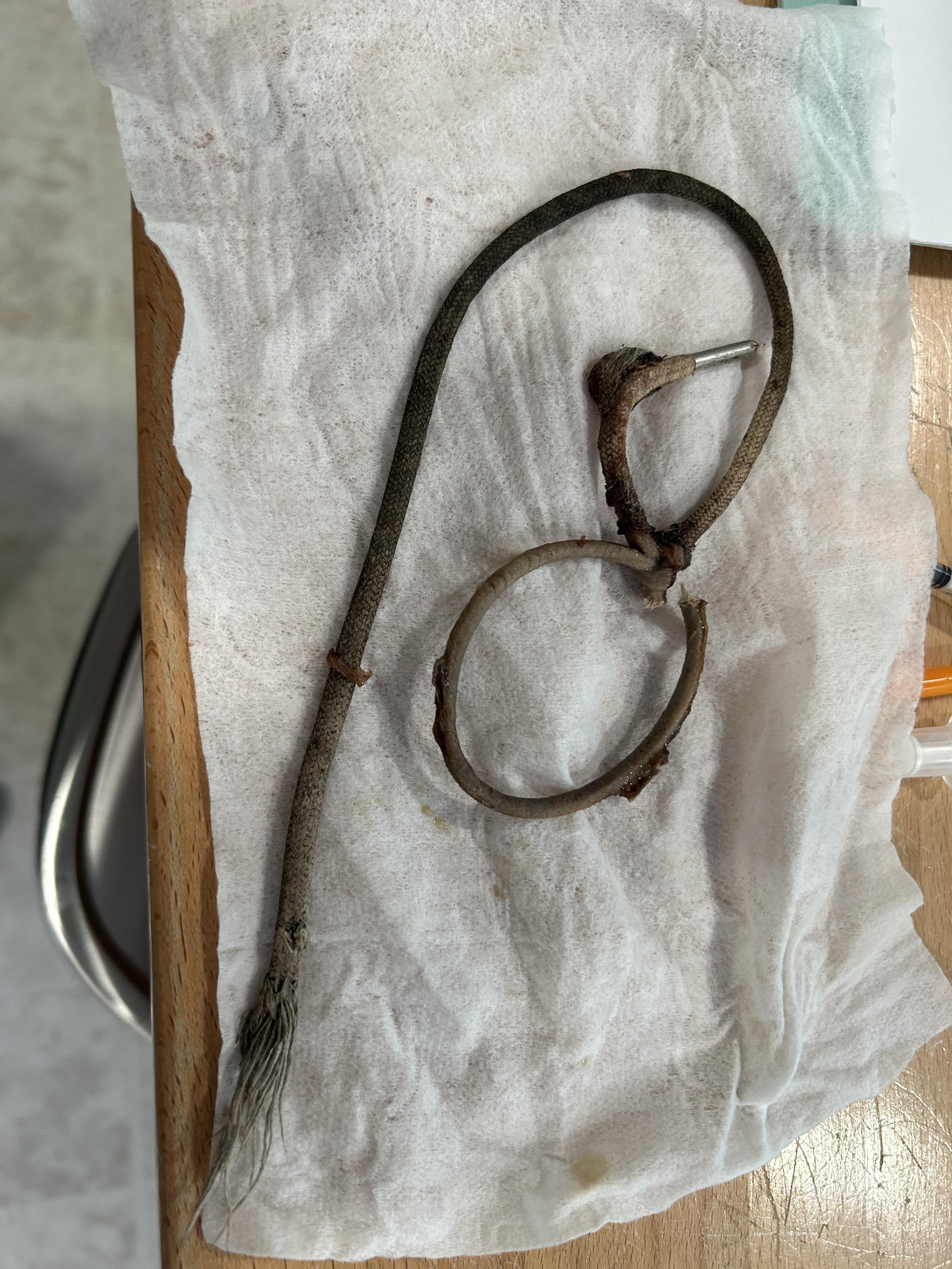 Enlarge Rye, a ADOPTABLE Domestic Short Hair in Grand Rapids, MI image 2/6