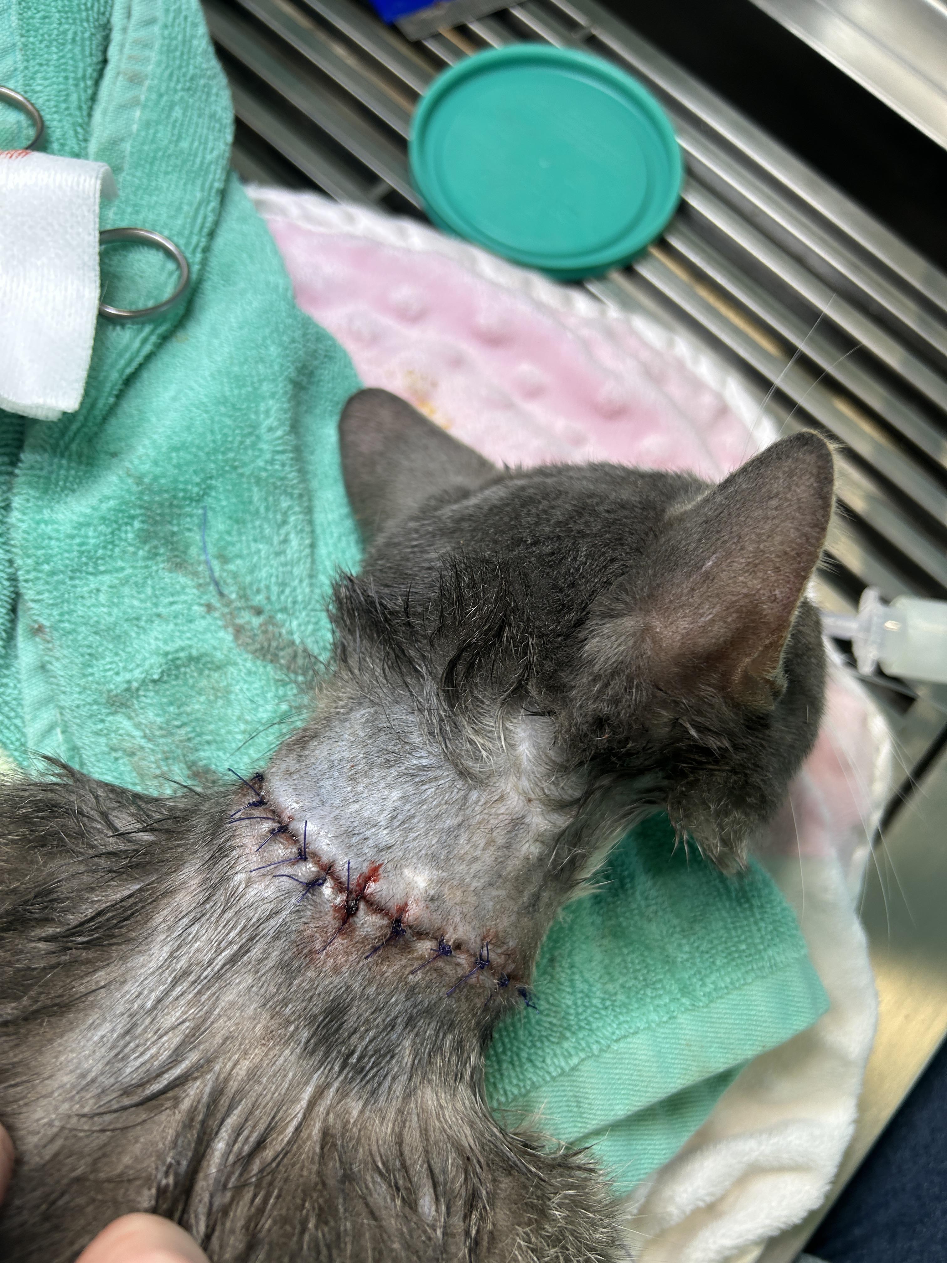 Enlarge Rye, a ADOPTABLE Domestic Short Hair in Grand Rapids, MI image 3/6