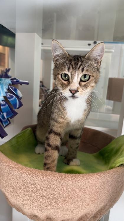 Almond, Adoptable, Adult Male Domestic Short Hair & Domestic Short Hair.